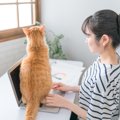 猫が飼い主の『視界を遮って座る』ときの心理3つ　わざわざ目の前に来る理…