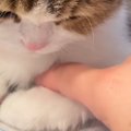 出かける準備中、猫が阻止しようとやってきた結果…『可愛すぎる行動』…