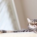 猫が『人をバカにしている』ように思える瞬間5選　行動の意味や考えら…