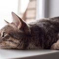 猫を『悲しい気分』にさせてしまう瞬間5選　ショックを受ける理由や適切な…