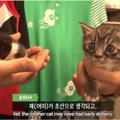 １匹の母猫が産んだ２匹の大きさの違う子猫たち