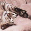 猫が『リラックス』できているサイン6つ　安心して過ごしてもらうための秘…