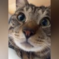猫に『おはよう』を教えてみた結果…とんでもなく賢い『まさかの反応』…