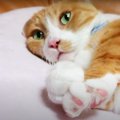 みんなそれぞれ違う！猫さんたちの可愛いフミフミ♡