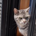 猫が『うっかり』やってしまう5つの行動　飼い主が事前にできる予防策…