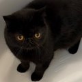 毛がふわっふわの黒猫→『お風呂』に入った結果…同じ猫とは思えない『…