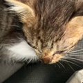 『1匹で鳴いていた小さな子猫』を保護→すくすくと成長していって…幸せあふ…