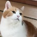 飼い主の帰宅を喜ぶ三毛猫、後をついて回って…頬が緩む『甘えん坊っぷり』…