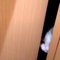 ２泊３日の間、ネコを預けることに→『感動の再会』ができると思ったら…『…