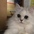 猫に好かれる人ってどんな人？