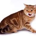 猫が『グゥ』と鳴くのはどんなとき？不思議な鳴き声に込められた4つの…