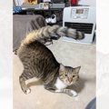 フォルダにまったく同じ猫の写真があると思ったら…まさかの"事実…