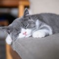 猫の1日の睡眠時間は何時間？たくさん寝る理由を紹介！