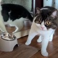 ママの実家をパトロール！疲れて寝る姿が可愛すぎる猫くん