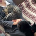 猫休申請するしかない！？出勤を全身で阻止する猫ズ