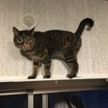 ちょっと可愛い？猫が見せるあてつけ行動５つ