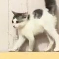 見つめあう２匹の子猫→お互いに背中を丸めた状態で…可愛すぎる『まさ…