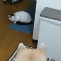 安心しきった猫ちゃんに訪れた危機