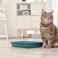 猫に最適なトイレの場所とは？気をつけたい４つのこと