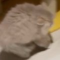 全身の毛を『逆立てる子猫』→目の前にいたのは……まさかの光景が891万…