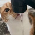 猫のために蛇口から水を出した結果…まさかの『嘘飲み』をする姿が面白…