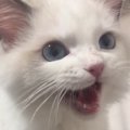 お留守番を頑張った『生後5か月の子猫』→ママに撫でてもらうと…尊すぎ…