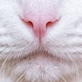 猫に『鼻くそ』ができる3つの原因　　体に異常があるサイン？対処法まで解説