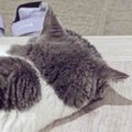 玄関を見たら、猫が『まさかの体勢』で……思わず笑っちゃう光景に４万…