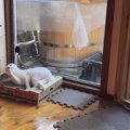 山小屋で白猫を保護…子猫の預かりボランティアも始めると猫嫌いの家族…