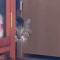 業者さんが来た日、部屋に隠れていた『ビビリな猫』→帰った結果…可愛…