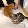 パパとママが同時に帰宅したら『猫はどっちに寄る？』検証したら…まさ…