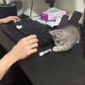 リップクリームを『絶対に倒したい猫』vs『絶対に立てたい人間』…爆笑の攻…