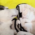 ハスキー犬に育てられた子猫の１年後…種族を超えて育んだかけがえのな…