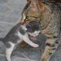 「母の愛」は炎より強い！全身やけどを負って子猫を助け、伝説になっ…