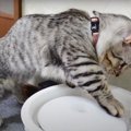 不思議な物体！？「氷」と初対面した子猫ちゃんはどんな反応をする？