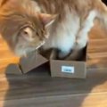 絶対に入れなさそうな『小さな箱』に挑戦するネコ…一生懸命な様子に笑って…