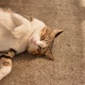 猫が眠い時に見せる7つの仕草や体の変化