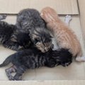 旦那が保護してきた『4匹の赤ちゃん猫』→3か月後……目頭が熱くなる光景…