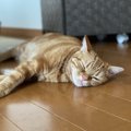 猫が『気持ちいい』と感じた時の仕草や行動３つ