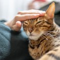 猫の機嫌を損ねてしまった！『信頼回復』のために試したい3つの対処法…