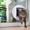 生き返った？まさか化け猫？？「お骨」になったはずの愛猫が帰ってきた！…