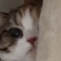 飼い主の不在中、『妹の彼氏』と対面することになった猫…可愛すぎる『まさ…