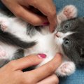 猫も『くすぐったい』と感じるの？反応を示しやすい場所や嫌がってい…