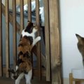 猫ちゃんのイタズラ防止！キッチン柵をDIY♪