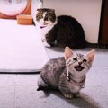 短足猫さんたちの個性あふれるモーニングルーティン！