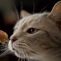 猫が我を忘れる程大好きな『食べ物ランキング』TOP5！与えるときの注…