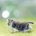 野良の子猫を保護した時にする4つの事