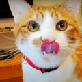 「ごちそうさま〜！」礼儀正しい猫ちゃんたち