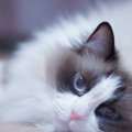 『アパート』での暮らしでも飼いやすい猫種5選　性格や特徴から快適に過ご…