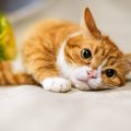 猫が「暑い！」と感じている時の行動5つ　飼い主ができる対処法